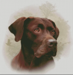 Chocolate Labrador (image for) Chocolate Labrador